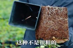 水分多少對(duì)于月季耐寒性有影響嗎？